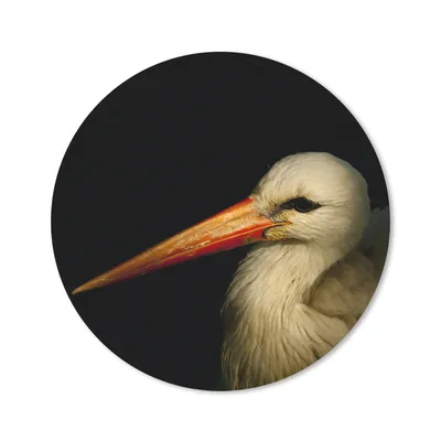 Produktbild von MuchoWow® Mauspad Mousepad Vogel - Schnabel - Federn 20x20 cm - Mousepads - Maus Mat - Pad - Mausunterlage - Schreibtischmatte