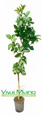 Imagen del producto de Planta de limón lunar "4 Estaciones"
