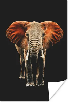 Produktbild von MuchoWow® Poster Elefant - Schwarz - Orange 60x90 cm - Wanddekoration