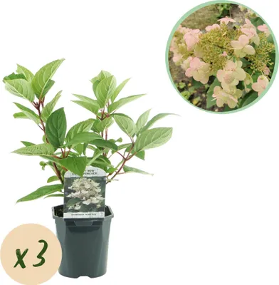 Obrázok produktu pre Hortenzie paniculata - Hydrangea panniculata Wims Red - kvety biele - cervené