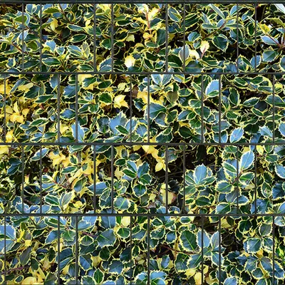 Produktbild von Bedruckter Sichtschutz STECHPALME Zaun Sichtschutzstreifen 2,5m x 2,0m