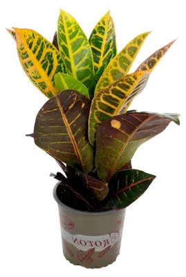 Produktbild von Codiaeum Petra - pflegeleichte Zimmerpflanze, Höhe ca. 40 cm, Topf-Ø 13 cm