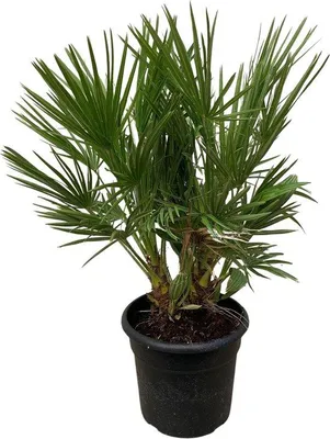 Produktbild von Famanu Chamaerops Humilis Strauch - 100 cm - Ø 24 cm