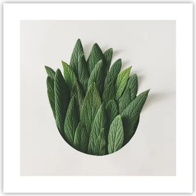 Produktbild von Poster - Poster ohne Rahmen - Salbei Medizin Blätter - 40x40 cm - Wand Bild - Wanddeko - Wandbilder - Kunstposter - Wandposter - Bilder - Kunstdruck - Wanddekoration - Wandbild - P2XAC40x40-4859