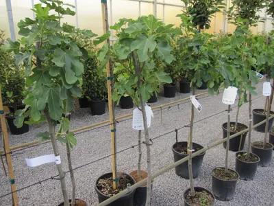 Produktbild von Feigenbaum Dottato - Ficus carica - Fico - Hochstamm 90