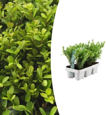 Produktbild von Ilex crenata 'Jenny' | 6 Stücke - 15cm - Ø7cm - Gartenpflanze