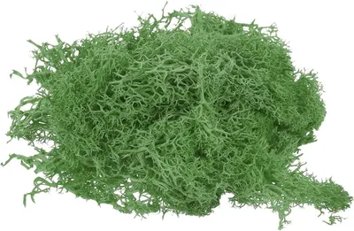 Productafbeelding van Kunstmatig Mos - Decoratief Korstmossen - Ambachtelijke Decoratie - Onderhoudsvrij - 50 gram - Groen