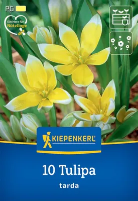 Produktbild von Kiepenkerl Herbstblumenzwiebel Wildtulpe Tulipa tarda 10 Stück
