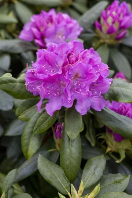 Zdjęcie produktu dla Rhododendron Hybr. 'Lee's Dark Purple', dunkelviolett, 80-90 cm