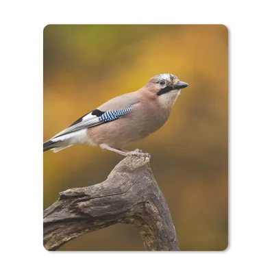 Produktbild von MuchoWow® Mauspad Mousepad Vogel - Zweig - Eichelhäher 30x40 cm - Mousepads - Maus Mat - Pad - Mausunterlage - Mausmatten