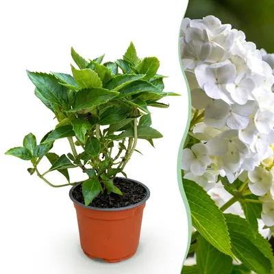 Produktbild von Green boutiQ - Gartenpflanze - Hydrangea macrophylla Weiß - Hortensie - Winterhart - Weiß - 1 Pflanze - Topf 12cm - Höhe 20-30cm