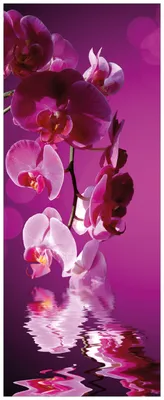 Produktbild von Wallario Wandbild aus Acryl, 125 x 50 cm, freischwebende Optik - Rosafarbene Orchidee  Blüten in pink
