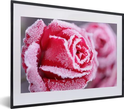 Produktbild von MuchoWow® MuchoWow® Gerahmtes Poster Gefroren - Rosen - Eiscreme 40x30 cm - Poster mit zchwarzem Bilderrahmen - Bilderrahmen - Poster im Rahmen