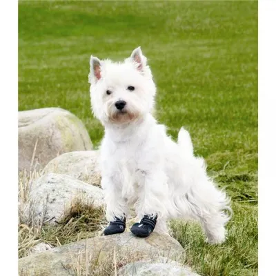 Obrázek produktu pro Trixie Pfotenschutzschuhe Walker Active - XS-S