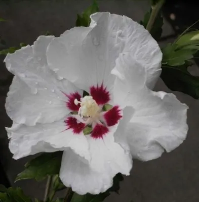 Produktbild von Garten Eibisch - Hibiscus syriacus China Chiffon (R) (60-80)
