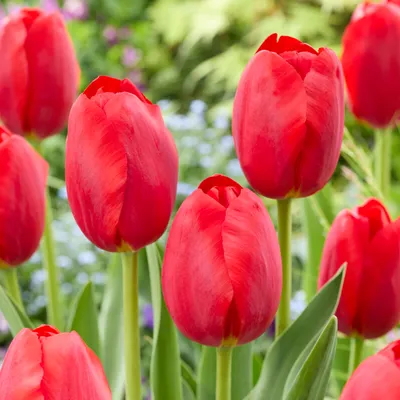 Zdjęcie produktu dla Bloomique - Mix 20 - Tulipa - Cebule tulipanów - Czerwone - Cebule kwiatowe - Kwitnące wiosną - Byliny - Dorasta do 50-55 cm