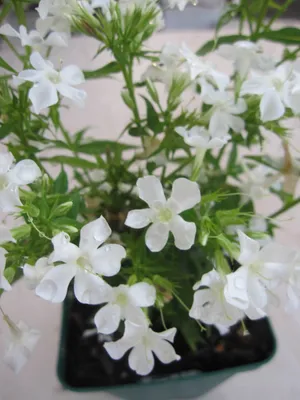 Produktbild von Flammenblume Early White - Phlox paniculata Early White