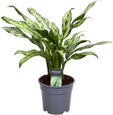 Produktbild von Aglaonema Juliette Kolbenfaden Zimmerpflanze Tropische Blattschmuckpflanze Deko