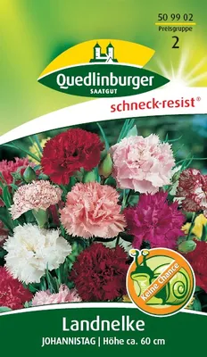 Produktbild von Quedlinburger Saatgut - Land-Nelken Johannistag - Samen - 509902