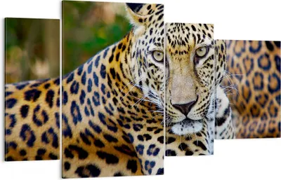 Produktbild von Bild auf Leinwand - Leinwandbild - Leopardpanther Katze Tier Savanne - 120x70cm - Wand Bild - Wanddeko - Leinwanddruck - Bilder - Kunstdruck - Leinwand bilder - Wandkunst - DL120x70-0402