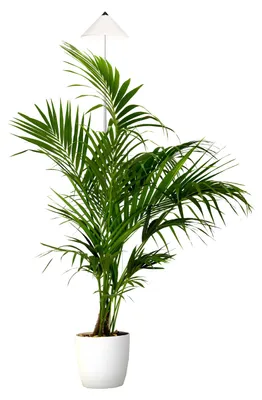 Produktbild von Parus by Venso SUNLiTE XL LED Vollspektrum Pflanzenlampe Weiß 25W Indoor Plants Pflanzen Beleuchtung, mit ausziehbarem Teleskopstab, Parus Pflanzenlampe für große und kleine Zimmerpflanzen