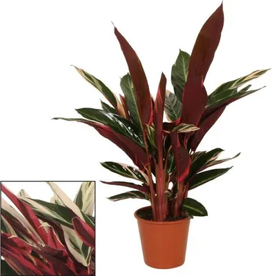 Produktbild von Schattenpflanze mit ausgefallenem Blattmuster - Calathea triostar - 14cm Topf