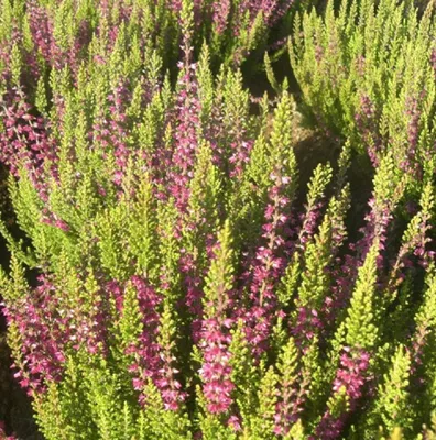 Produktbild von 5 Stück Besenheide Calluna vulgaris Roter Oktober Sommerheide 10 - 15 cm