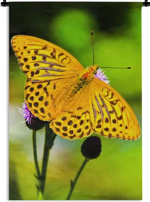 Produktbild von MuchoWow® Wandteppich Wandbehang Schmetterling - Tiger - Blume 90x135 cm Tapisserie Dekoration Wandtuch - Baumwolle - Wandskulptur