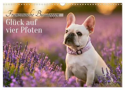 Produktbild von Französische Bulldoggen (Wandkalender 2027 DIN A3 quer), CALVENDO Monatskalender