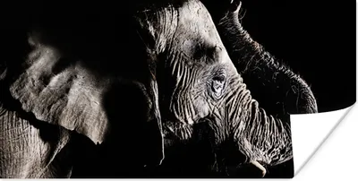 Produktbild von MuchoWow® Poster Elefant mit erhobenem Rüssel auf schwarzem Hintergrund 160x80 cm - Foto Poster