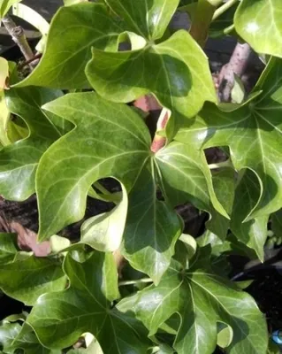 Produktbild von Fatshedera lizei - Efeuaralie - 40-60