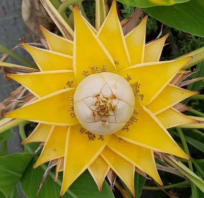 Image de Musella lasiocarpa / Lotus d'or / Bananier nain