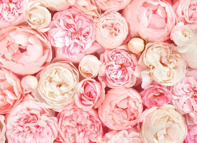 Produktbild von A.S. Création Fototapete Designwalls Rosentapete creme rosa weiß Vlies glatt