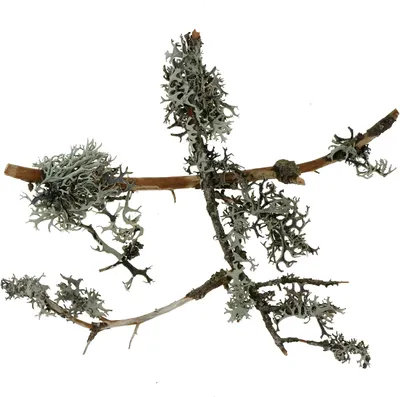 Produktbild von Natürliches Deko Flechtenmoos Graumoos mit Zweigen, Baummoos für Floristik und Weihnachtsdeko, 750g