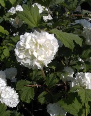 Produktbild von Gefüllter Schneeball Roseum - Echter Schneeball - Viburnum opulus Roseum (40-60)