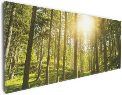Produktbild von Wallario Premium Leinwandbild Sonnenstrahlen im Nadelwald mit Moos und Farn in Größe 30 x 75 cm