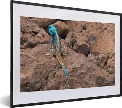 Produktbild von MuchoWow® MuchoWow® Gerahmtes Poster Eine Feuerechse auf den Felsen 40x30 cm - Poster mit zchwarzem Bilderrahmen - Bilderrahmen - Poster im Rahmen