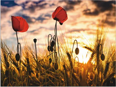 Produktbild von ARTland Wandbild Alu für Innen & Outdoor Mohnblumen im Sonnenuntergang Größe: 80x60 cm