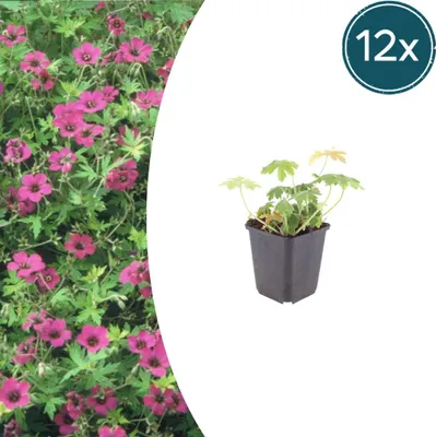 Zdjęcie produktu dla Geranium macrorrhizum "Bevans Variety" - Balkanska bodljikava - 9cm doniczka - 10-25cm - Zestaw z 12 roślin