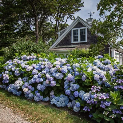 Produktbild von Green boutiQ - Gartenpflanze - Hydrangea Endless Summer The Original Blue - Hortensie - Frosthart - Blau - 8 Pflanzen - Topf 14cm - Höhe 20-25cm