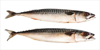 Produktbild von ESTAhome Wandtattoo Fische Grau 97 x 48.5 cm