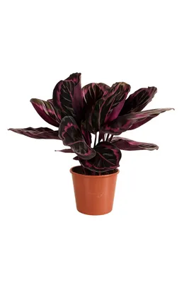 Immagine prodotto di Calathea roseopicta 'Surprise Star' XL - Pianta d'appartamento esotica con motivo rosa | Calathea di facile manutenzione per la casa