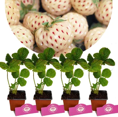 Immagine prodotto di Set di 4 fragole bianche - Fragaria x ananassa Pineberry Snow White - Altezza 20 cm - Vaso da 9 cm