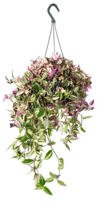 Produktbild von Zimmerpflanze zum Hängen Tradescantia quadricolor Vierfarbige Dreimasterblume Zebrakraut 17cm Ampel