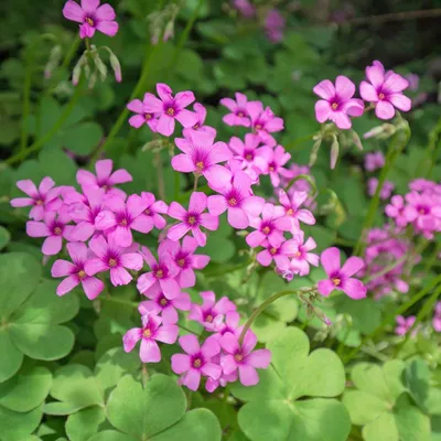 Image de Oxalis Rubra 3 pièces Bulbes Bulbes à fleurs