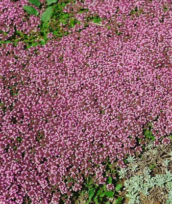 Produktbild von Thymus serpyllum 'Magic Carpet', Teppich-Thymian, ca. 9x9 cm Topf
