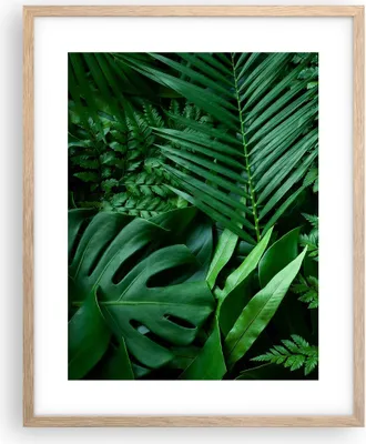 Produktbild von Gerahmtes Poster - Rahmen in heller Eiche - Exotisch Blätter Monstera - 40x50 cm - Wand Bild - Wanddeko - Wandbilder - Kunstposter - Wandposter - Bilderrahmen - Bilder - Kunstdruck - P2NPA40x50-4746