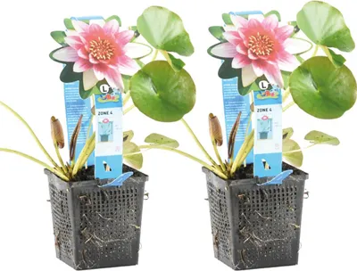 Image de Bloomique - Lot de 2 - Nymphaea Attraction - Nénuphar - Rouge - Plantes de bassin - Plantes aquatiques - Rustique - Hauteur 10-20 cm - Pot 11 cm
