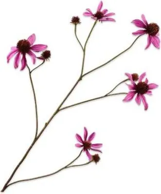 Produktbild von Silk-ka Kunstblume - Seidenblume Rudbeckia Zweig rosa 91 cm
