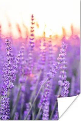Produktbild von MuchoWow® Poster Lavendel - Nahaufnahme - Lila - Blumen 60x90 cm - Wanddekoration